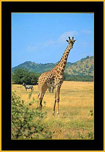 Dennis Johnson Photography